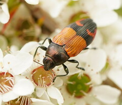 Castiarina brutella