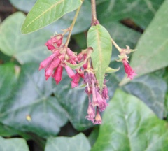 Cestrum elegans