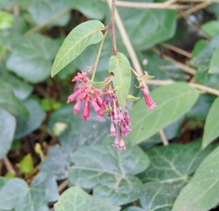Cestrum elegans