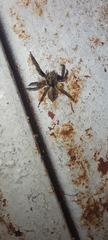 Mexigonus minutus