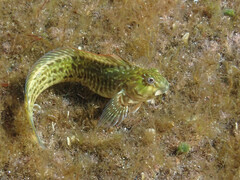 Parablennius parvicornis