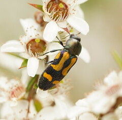 Castiarina wilsoni