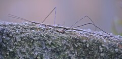 Cladoxerus
