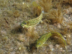 Parablennius parvicornis