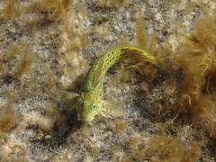 Parablennius parvicornis