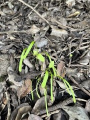 Claytonia parviflora