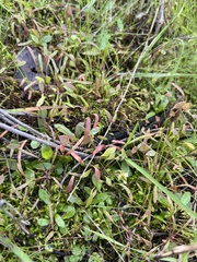 Claytonia parviflora
