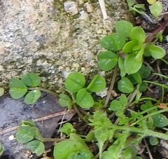 Medicago arabica