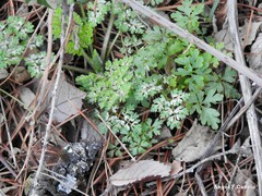 Anthriscus caucalis