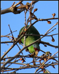 Amazona finschi × viridigenalis