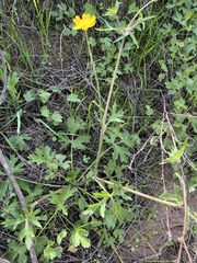 Ranunculus californicus