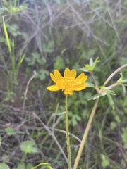 Ranunculus californicus