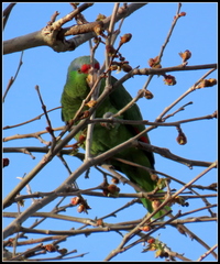 Amazona finschi × viridigenalis