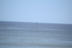 Eubalaena glacialis