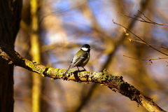 Parus major
