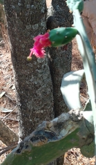 Opuntia auberi