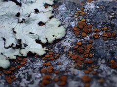 Rufoplaca arenaria