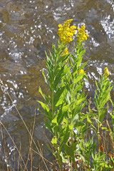 Solidago lepida salebrosa