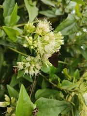 Mikania involucrata