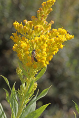 Solidago lepida salebrosa
