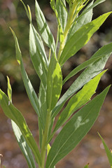 Solidago lepida salebrosa