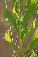Solidago lepida salebrosa