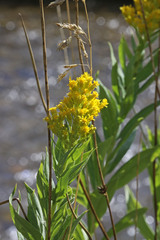 Solidago lepida salebrosa