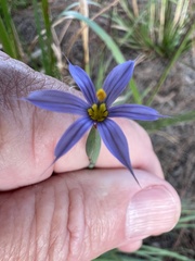 Sisyrinchium nashii