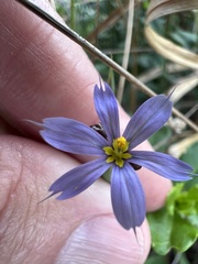 Sisyrinchium nashii