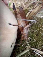 Meroncidius flavolimbatus