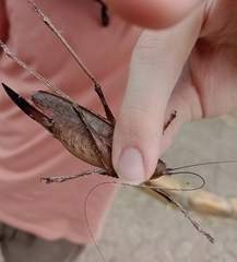 Meroncidius flavolimbatus