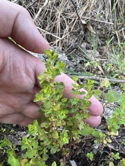 Ludwigia microcarpa