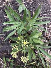 Cissus palmata