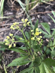 Cissus palmata
