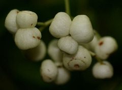 Psychotria dallachiana