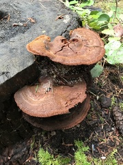 Phaeolus