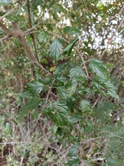 Sageretia elegans