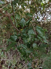 Sageretia elegans