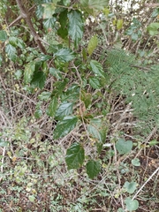 Sageretia elegans