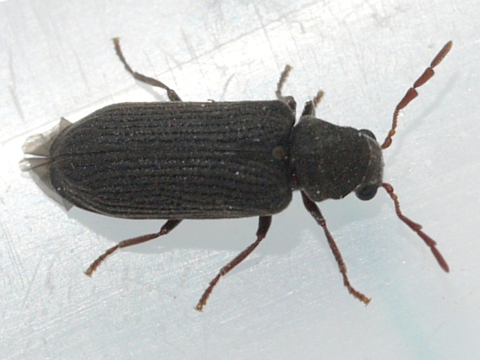Hemicoelus defectus