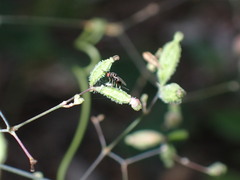 Torymidae