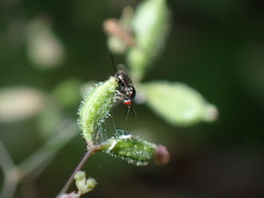 Torymidae