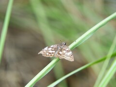 Chiomara