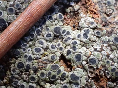 Rinodina