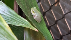 Ranoidea phyllochroa