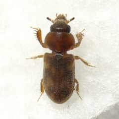Heterocerus fenestratus
