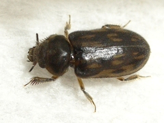 Heterocerus fenestratus