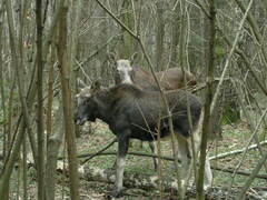 Alces alces