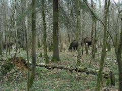 Alces alces