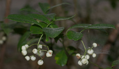 Psychotria dallachiana